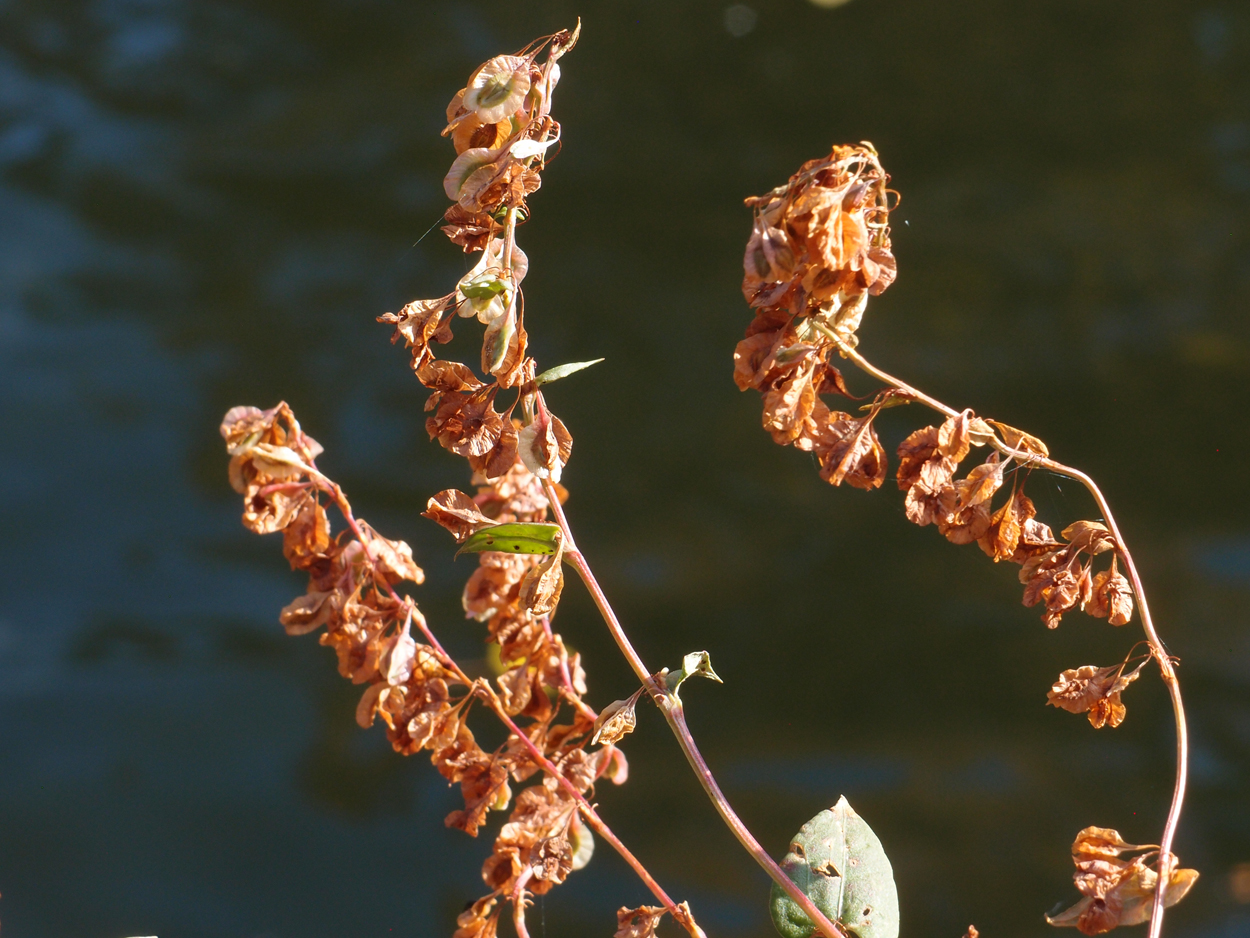 2019-10-14 Spatzen am Heckmannufer (Fieldrecording Video)